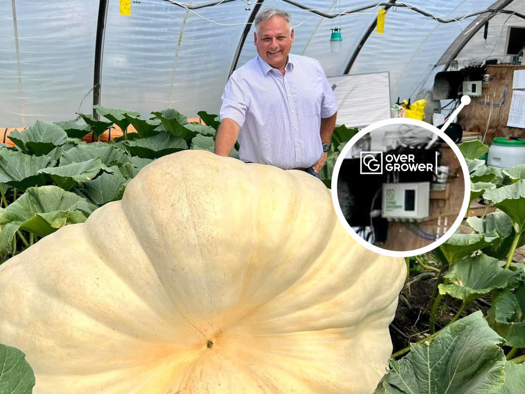 Austrian giant pumpkin grows under the control of the OverGrower plant automation system