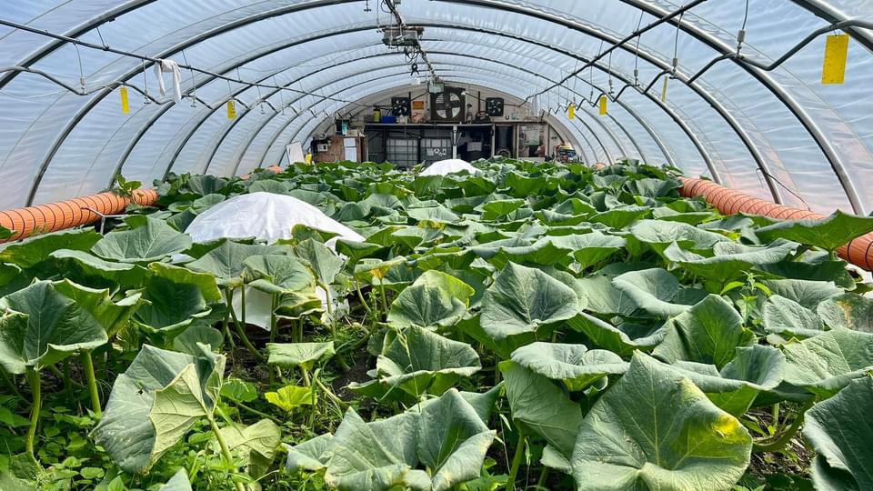 Cultivating two giant pumpkins under the control of OverGrower automation in Austria