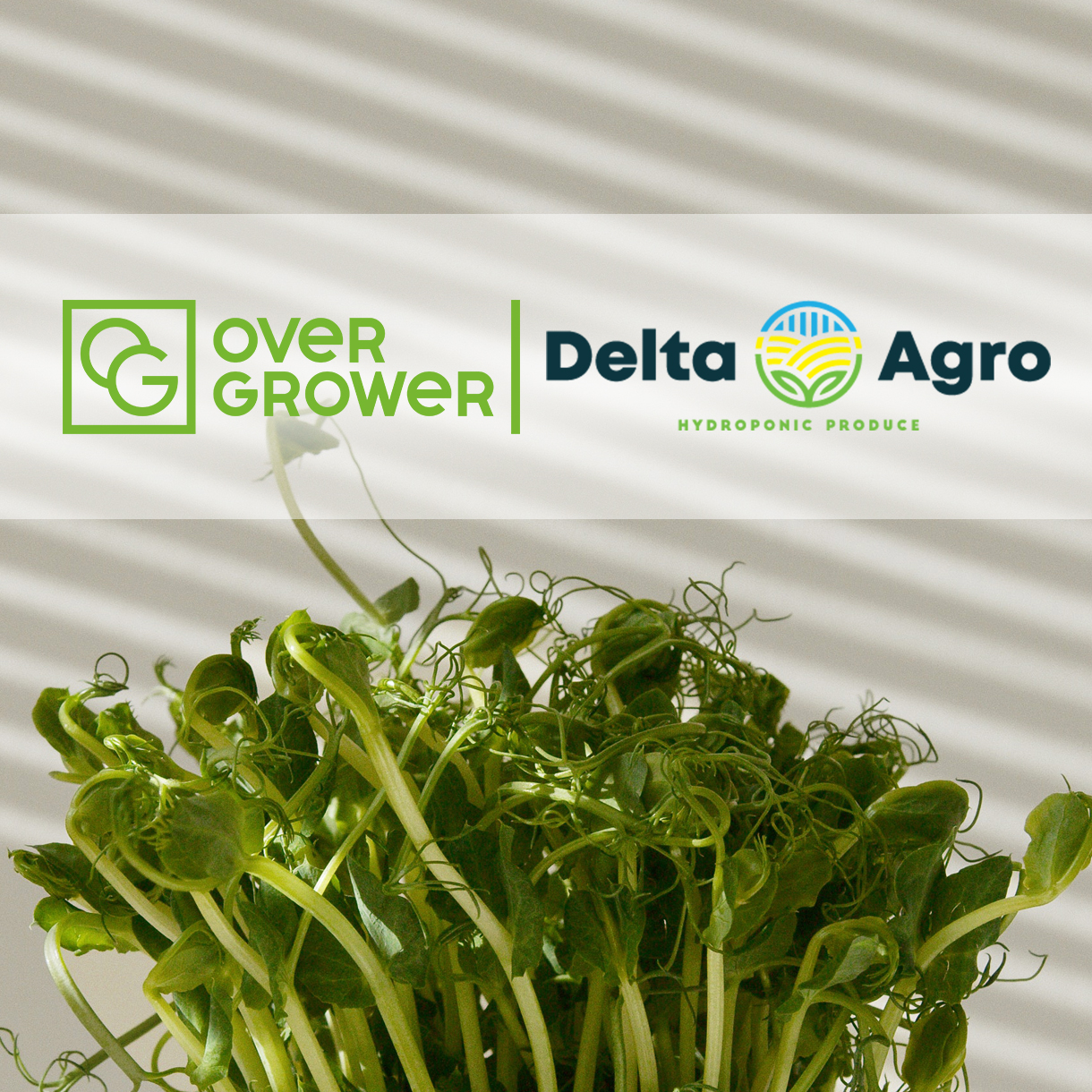 Компания Delta Agroindustrial SRL оказывают полный спектр услуг OverGrower!