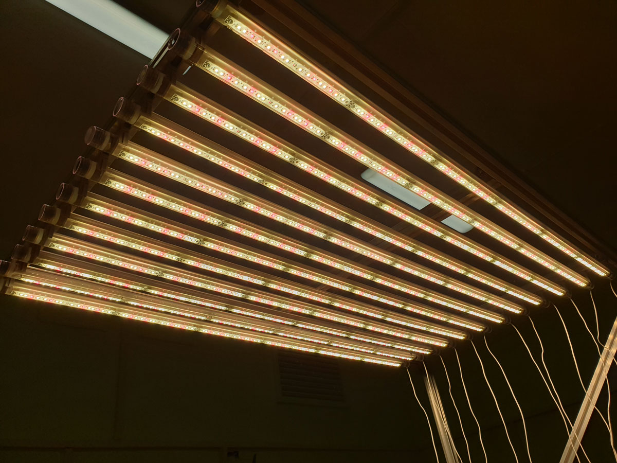 Фитосветильник из холодных светодиодных фитоламп LuxaVita на стенде OverGrower выставки DigiralFarm-2021
