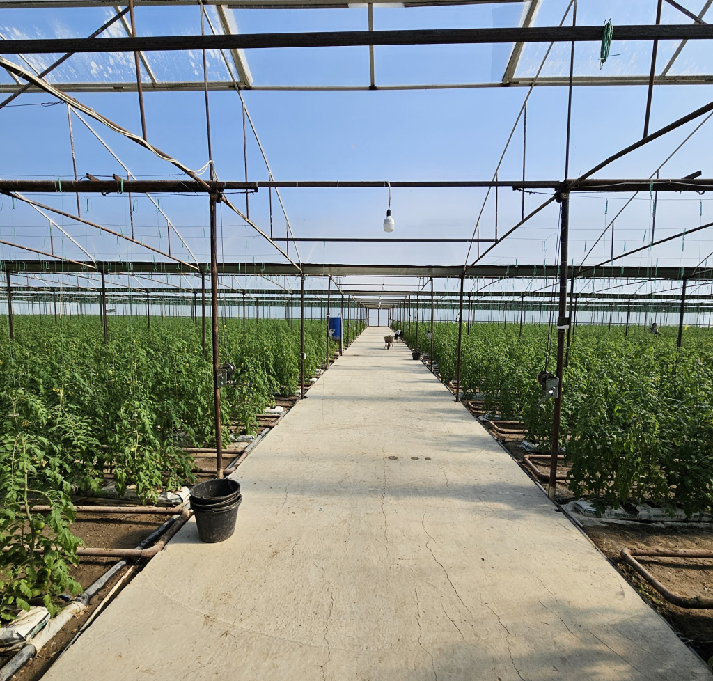 Теплица Дагестана по выращиванию томата автоматизирована GrowerMix под управлением OverGrower