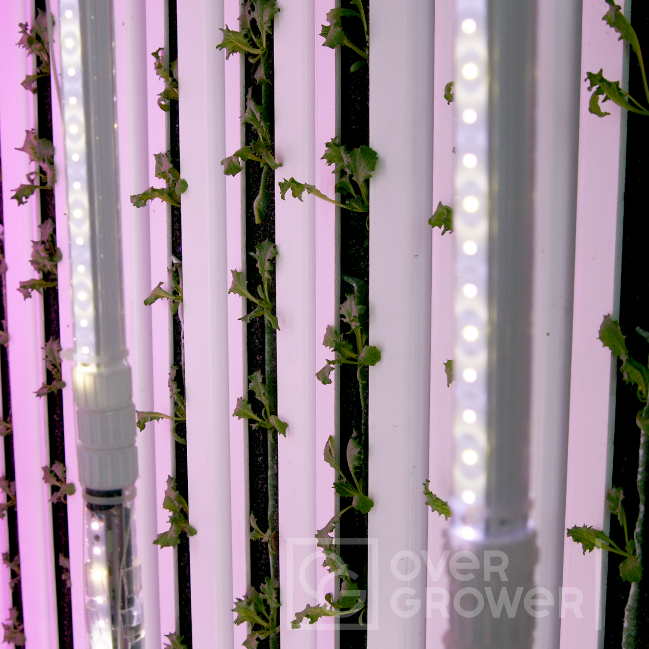 Запустили первую сити-ферму с гидропонной системой GrowPillar и специальными двухсторонними светильниками для выращивания растений