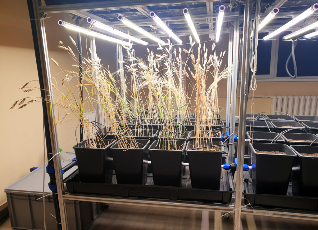 Колосящаяся пшеница в лаборатории ускоренной селекции