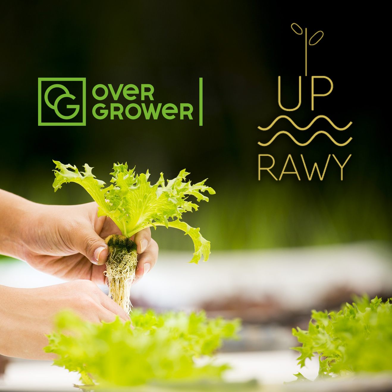 Компания UPrawy оказывают полный спектр услуг OverGrower!