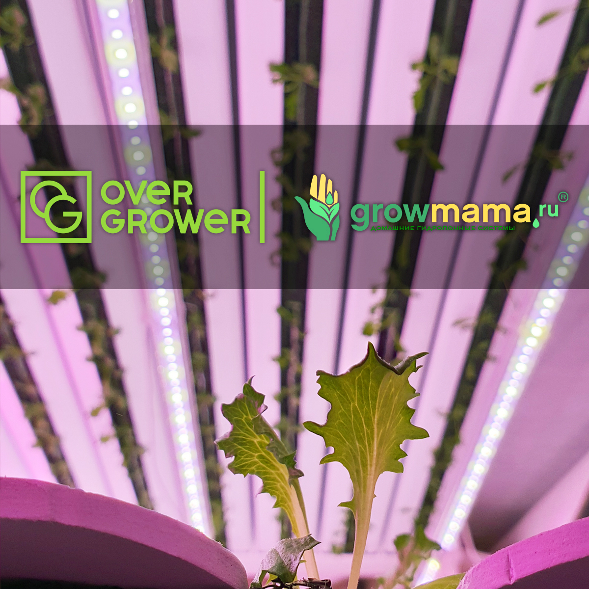 Компания GrowMama оказывает полный спектр услуг OverGrower!