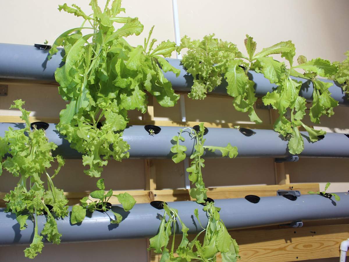 Больше года в гимназии №15 проходят эксперименты с вертикальным выращиванием салатов на гидропонике
