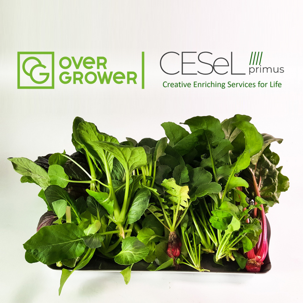 The company CESeL primus Ltd., co provides a full range of OverGrower services