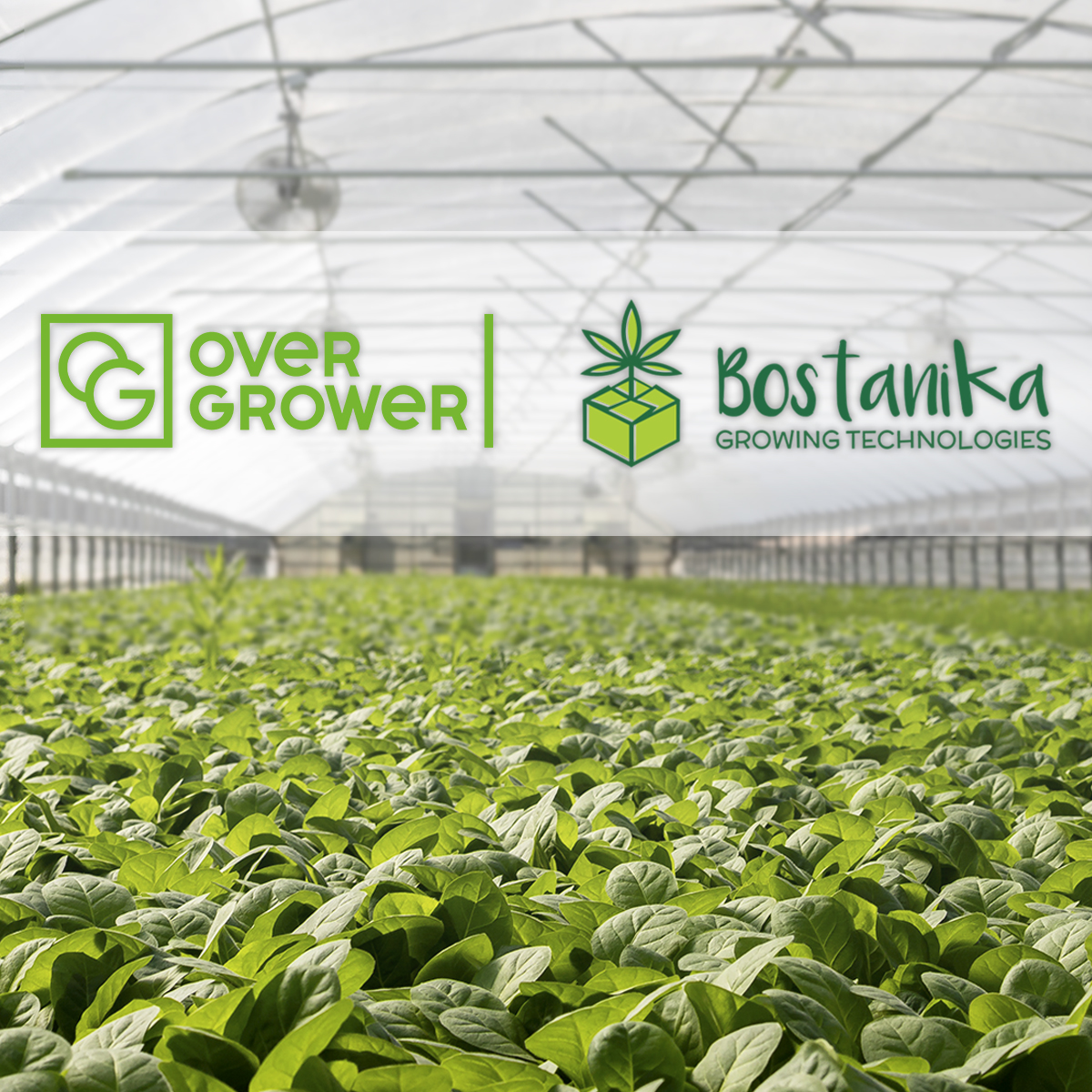 The Partnership Agreement with Bostanika Growing Technologies executed!