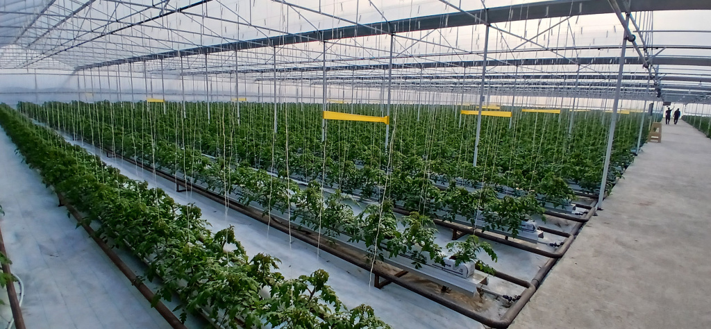 Теплица Дагестана по выращиванию томата автоматизирована GrowerMix под управлением OverGrower