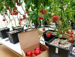 Модульная система AlfaPlants