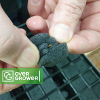 Субстратный кубик для проращивания и клонирования