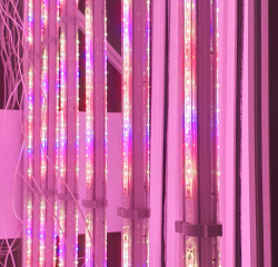 Фитолампа LuxaVita DoubleSided